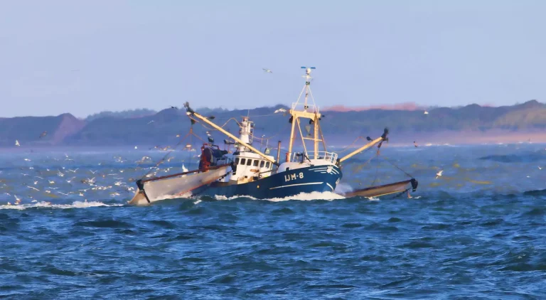 Read more about the article IJmuiden